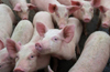 African Swine Flu cases detected near Perla